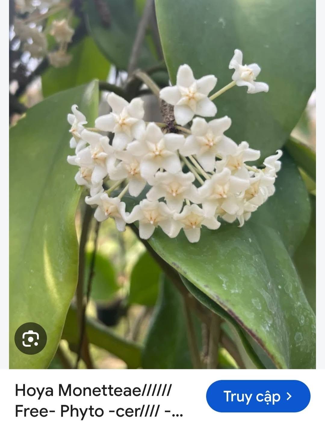 HOYA - LAN CẨM CÙ MADE THÁI LAN 100% - Ảnh 45