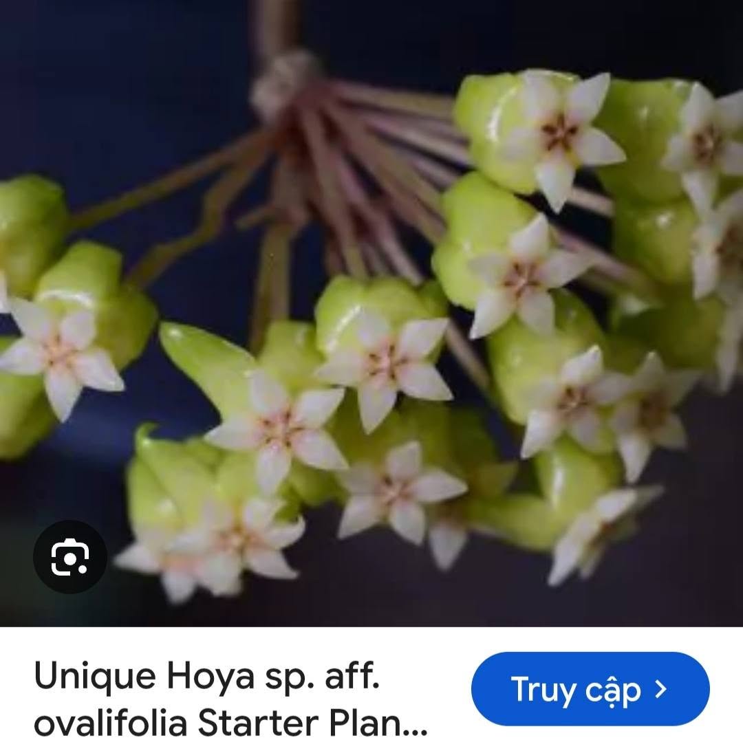 HOYA - LAN CẨM CÙ MADE THÁI LAN 100% - Ảnh 46