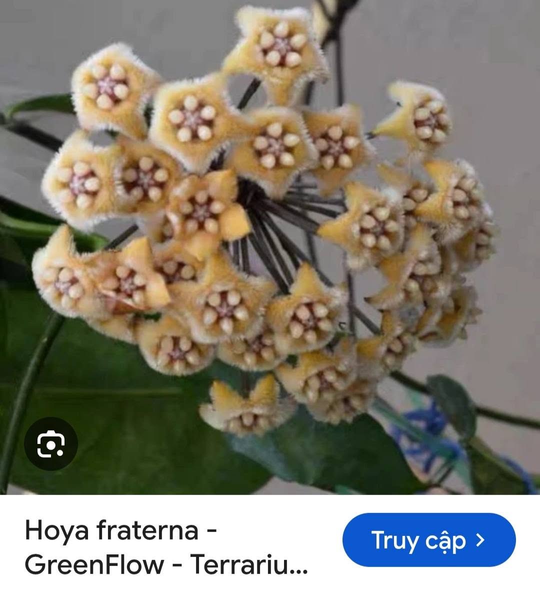 HOYA - LAN CẨM CÙ MADE THÁI LAN 100% - Ảnh 47