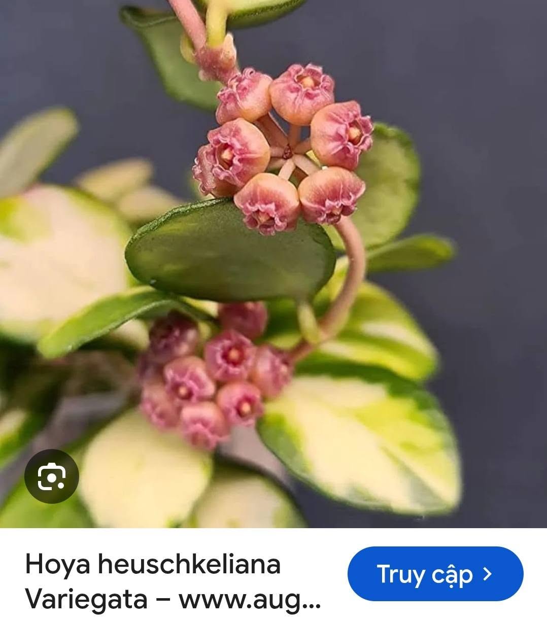 HOYA - LAN CẨM CÙ MADE THÁI LAN 100% - Ảnh 48