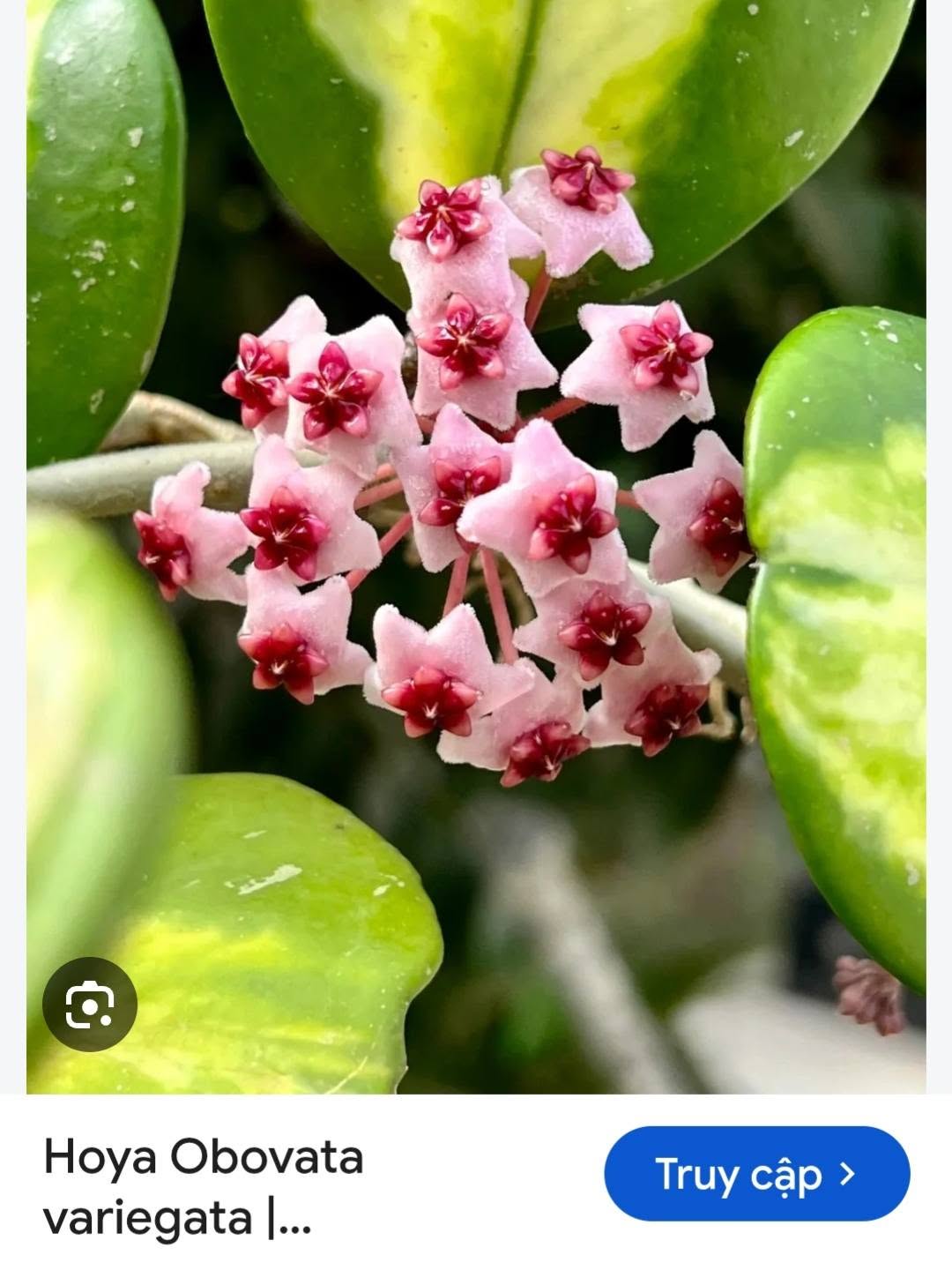 HOYA - LAN CẨM CÙ MADE THÁI LAN 100% - Ảnh 49