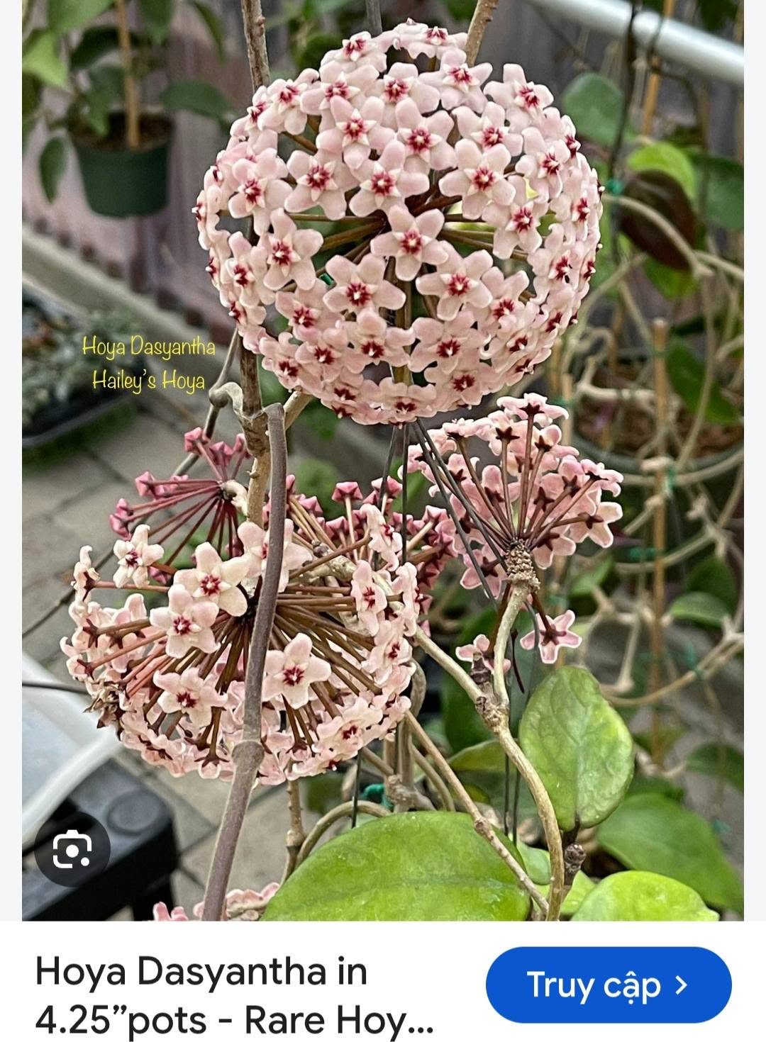 HOYA - LAN CẨM CÙ MADE THÁI LAN 100% - Ảnh 50