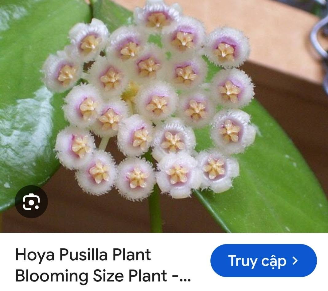 HOYA - LAN CẨM CÙ MADE THÁI LAN 100% - Ảnh 51