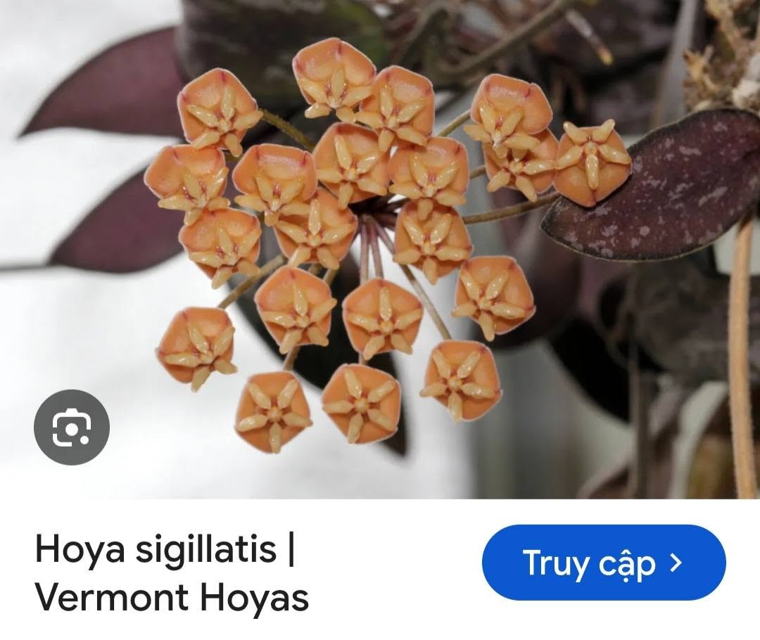 HOYA - LAN CẨM CÙ MADE THÁI LAN 100% - Ảnh 52