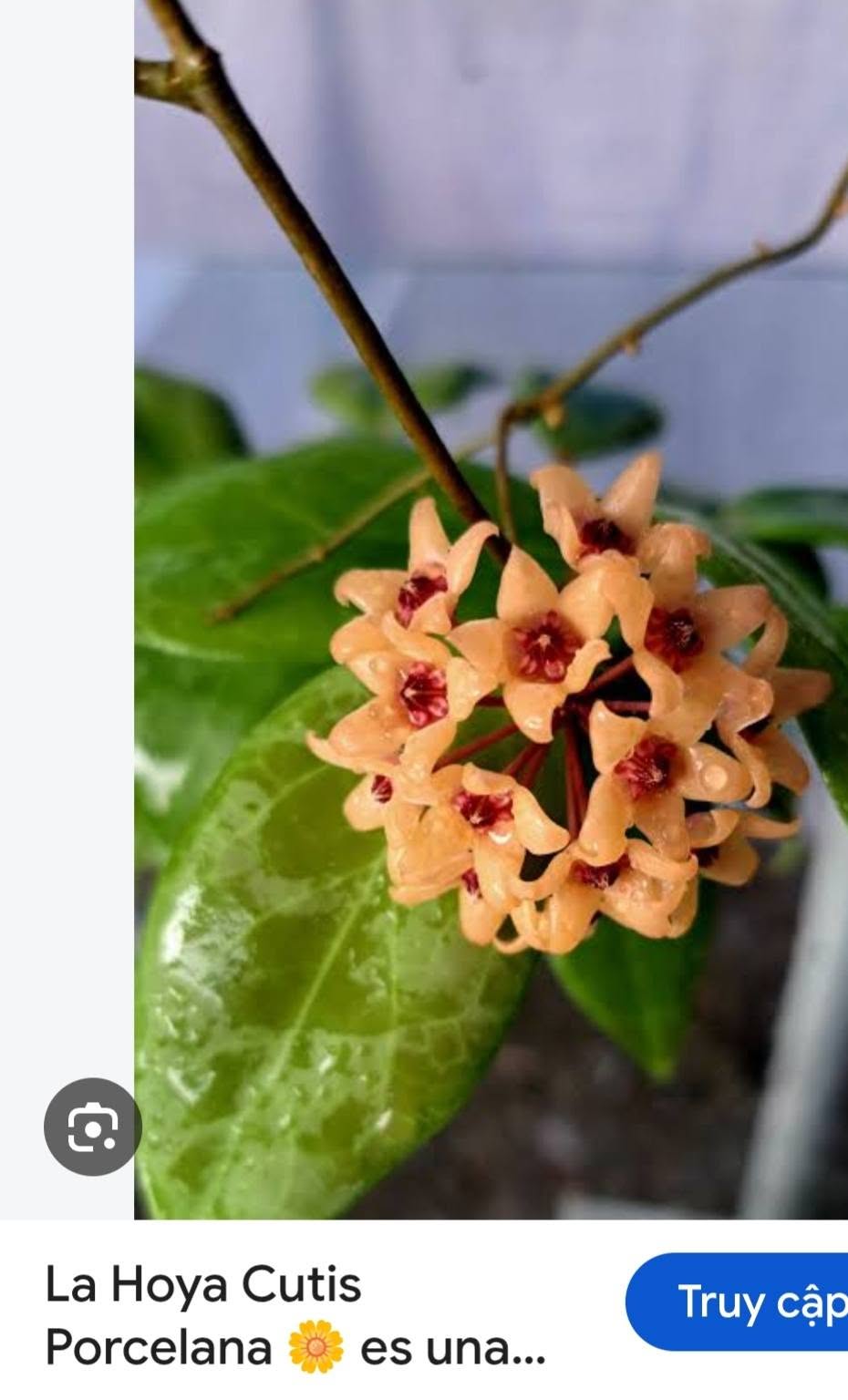 HOYA - LAN CẨM CÙ MADE THÁI LAN 100% - Ảnh 53