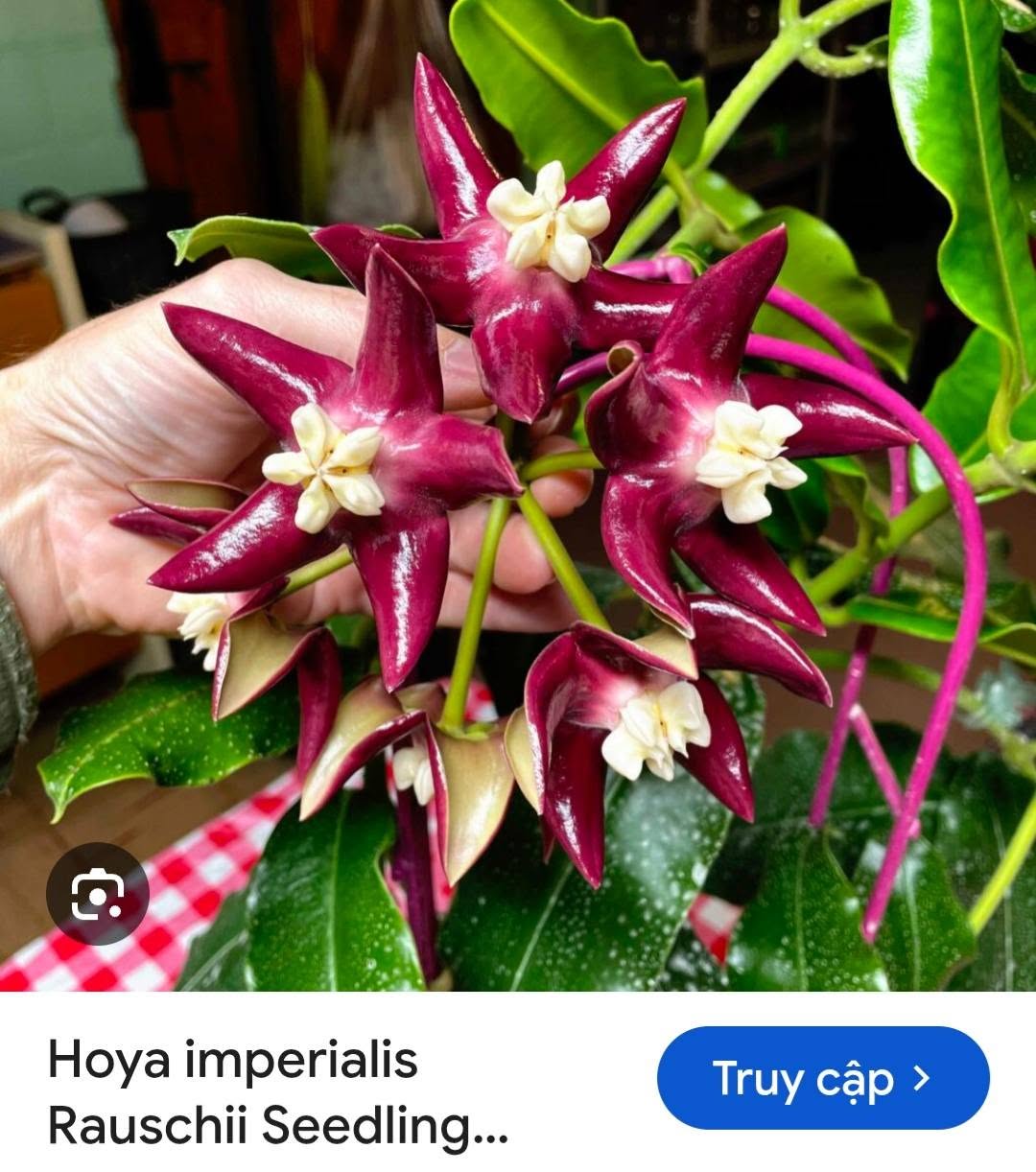 HOYA - LAN CẨM CÙ MADE THÁI LAN 100% - Ảnh 54
