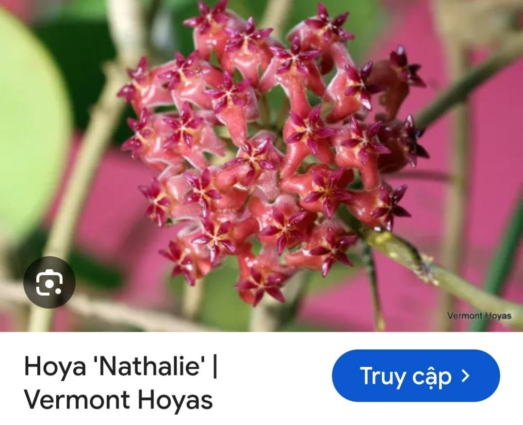 HOYA - LAN CẨM CÙ MADE THÁI LAN 100% - Ảnh 55