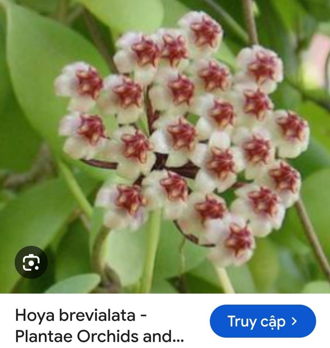 HOYA - LAN CẨM CÙ MADE THÁI LAN 100% - Ảnh 56