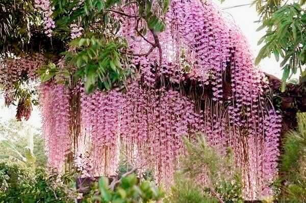 Hoa lan Thái Lan (Thailand Orchids) - Ảnh 4