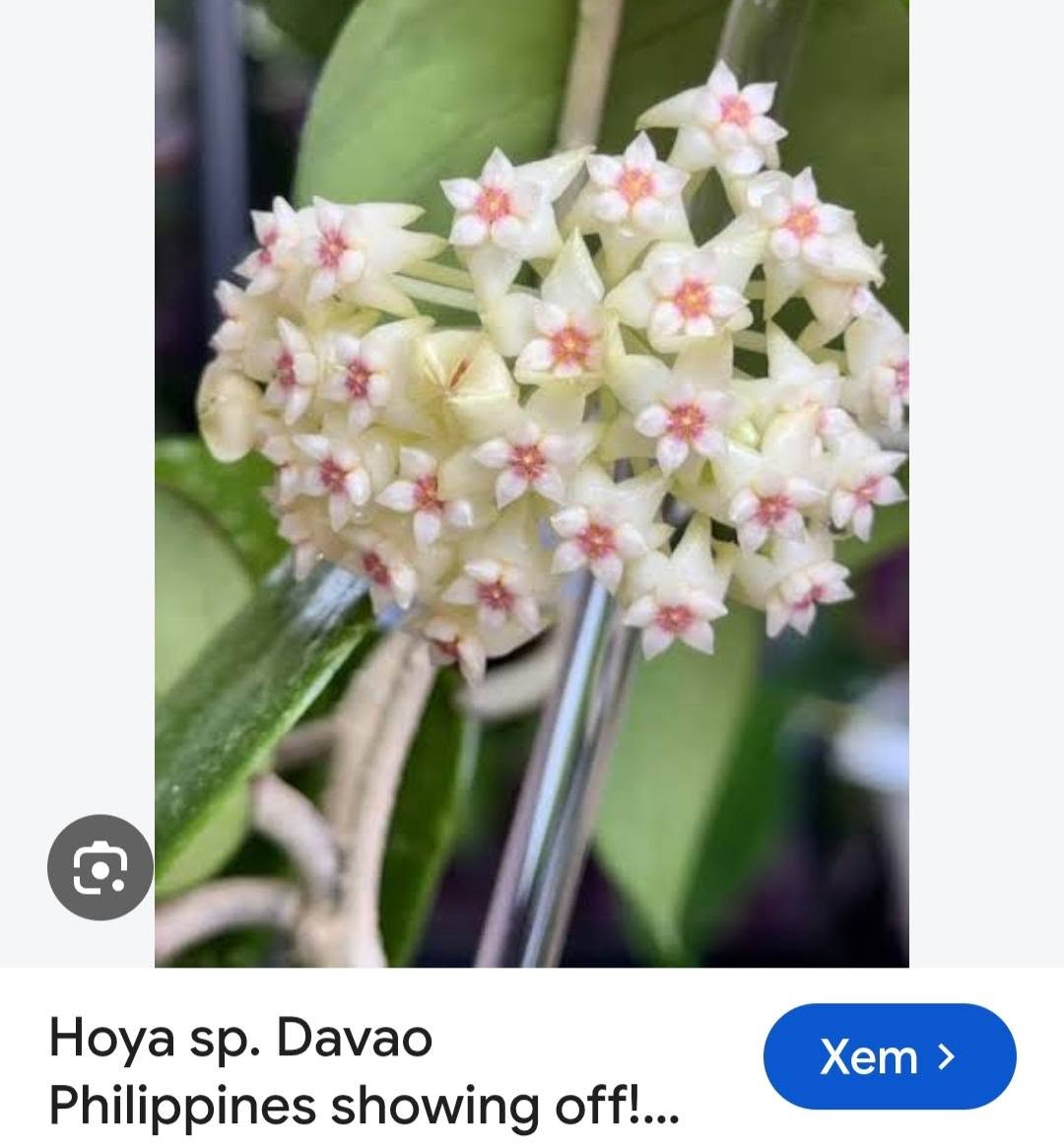 HOYA - LAN CẨM CÙ MADE THÁI LAN 100% - Ảnh 57