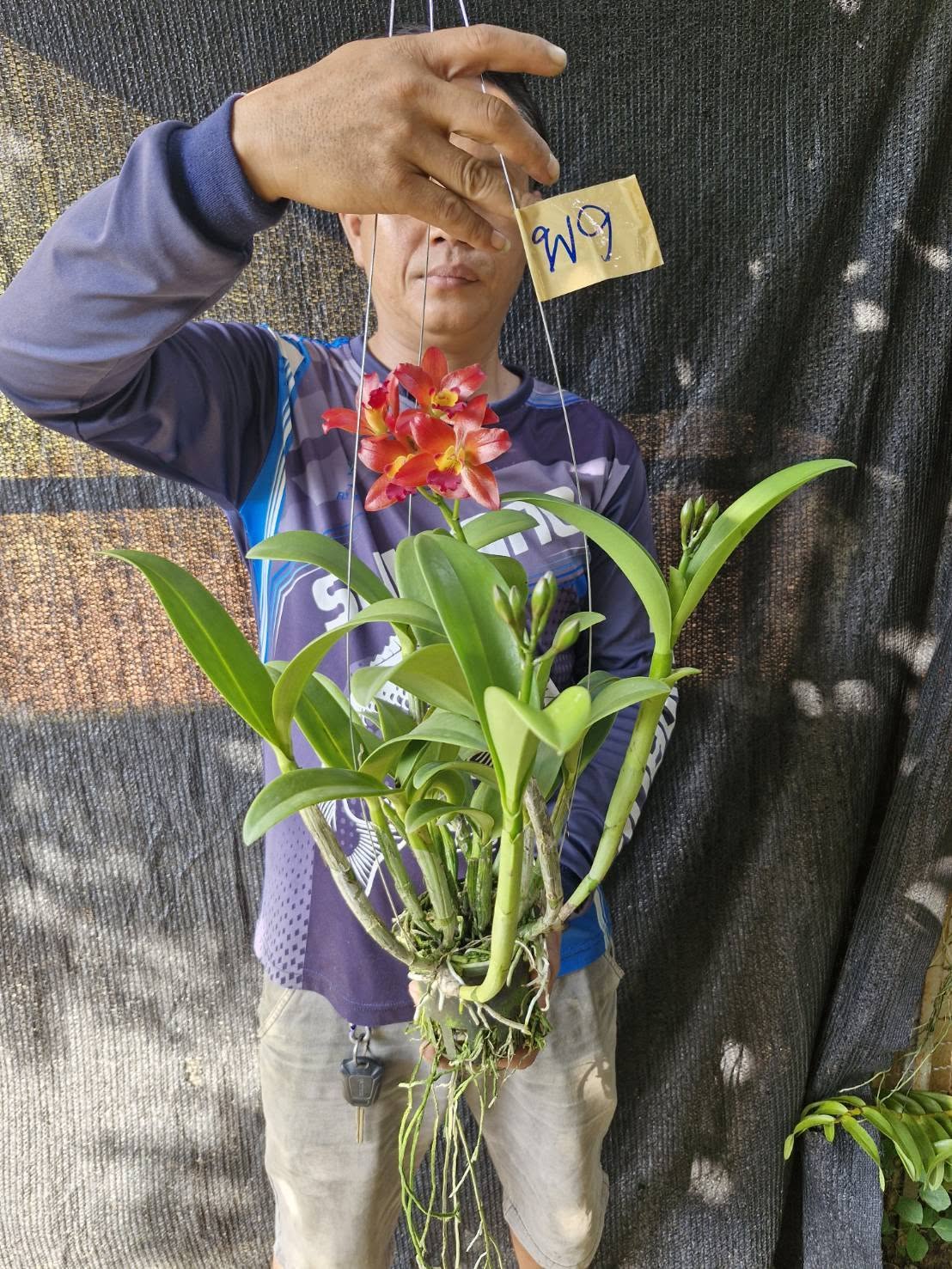 Hoa lan Thái Lan (Thailand Orchids) - Ảnh 5