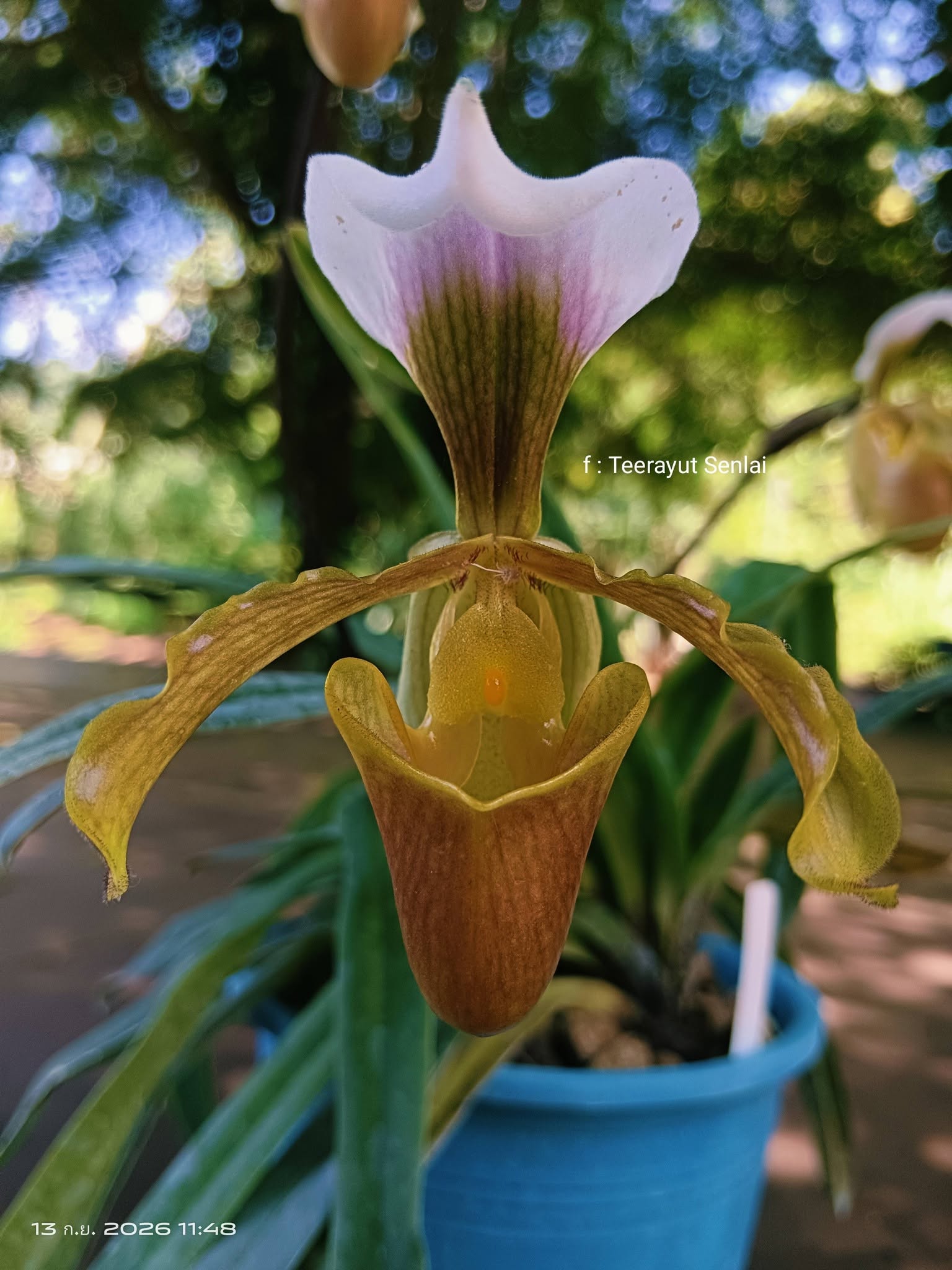 Hoa lan Thái Lan (Thailand Orchids) - Ảnh 6