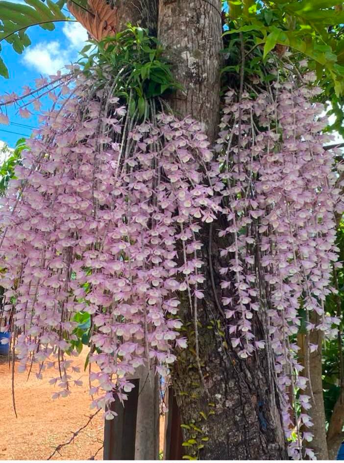 Hoa lan Thái Lan (Thailand Orchids) - Ảnh 7