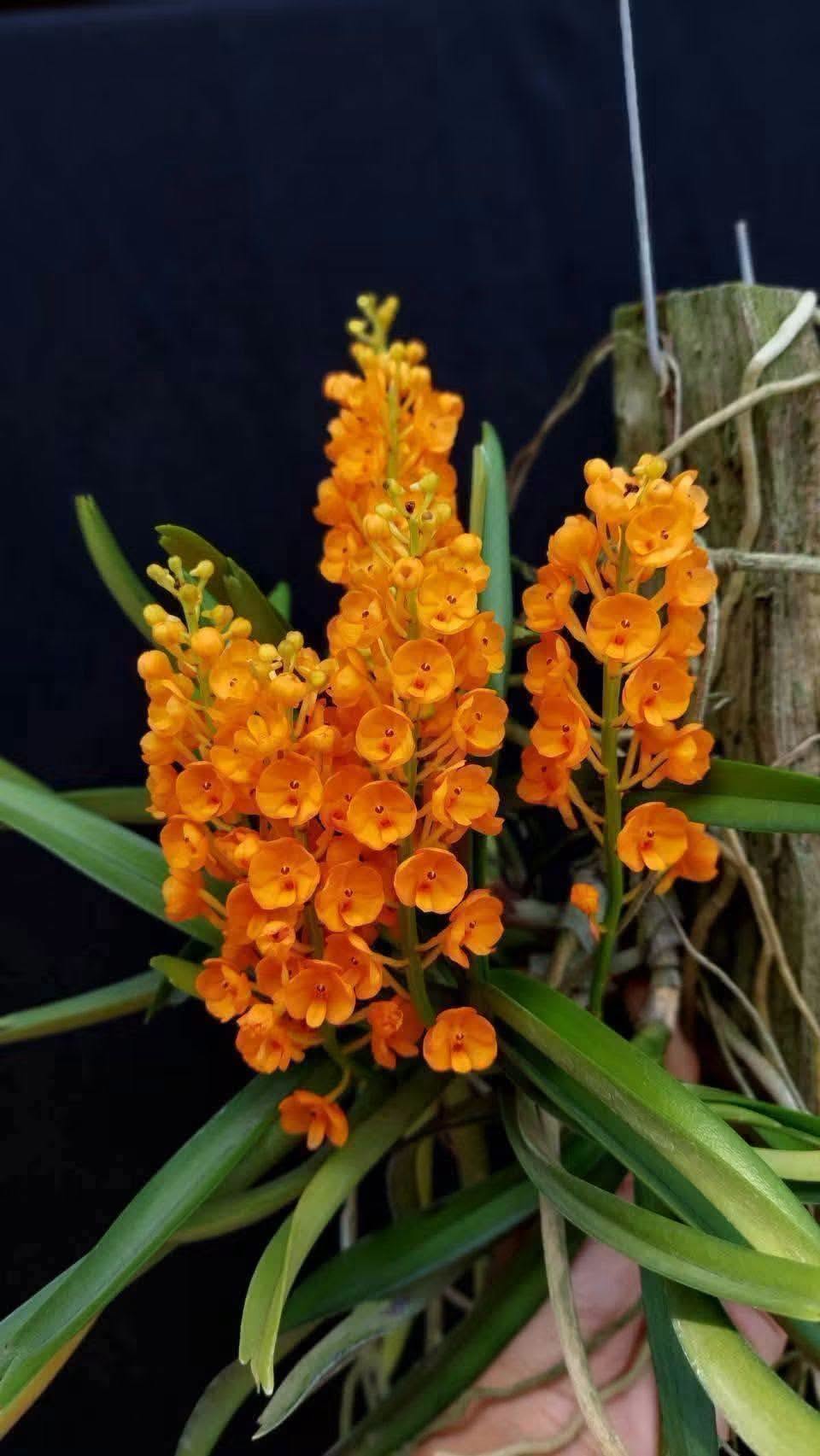 Hoa lan Thái Lan (Thailand Orchids) - Ảnh 8