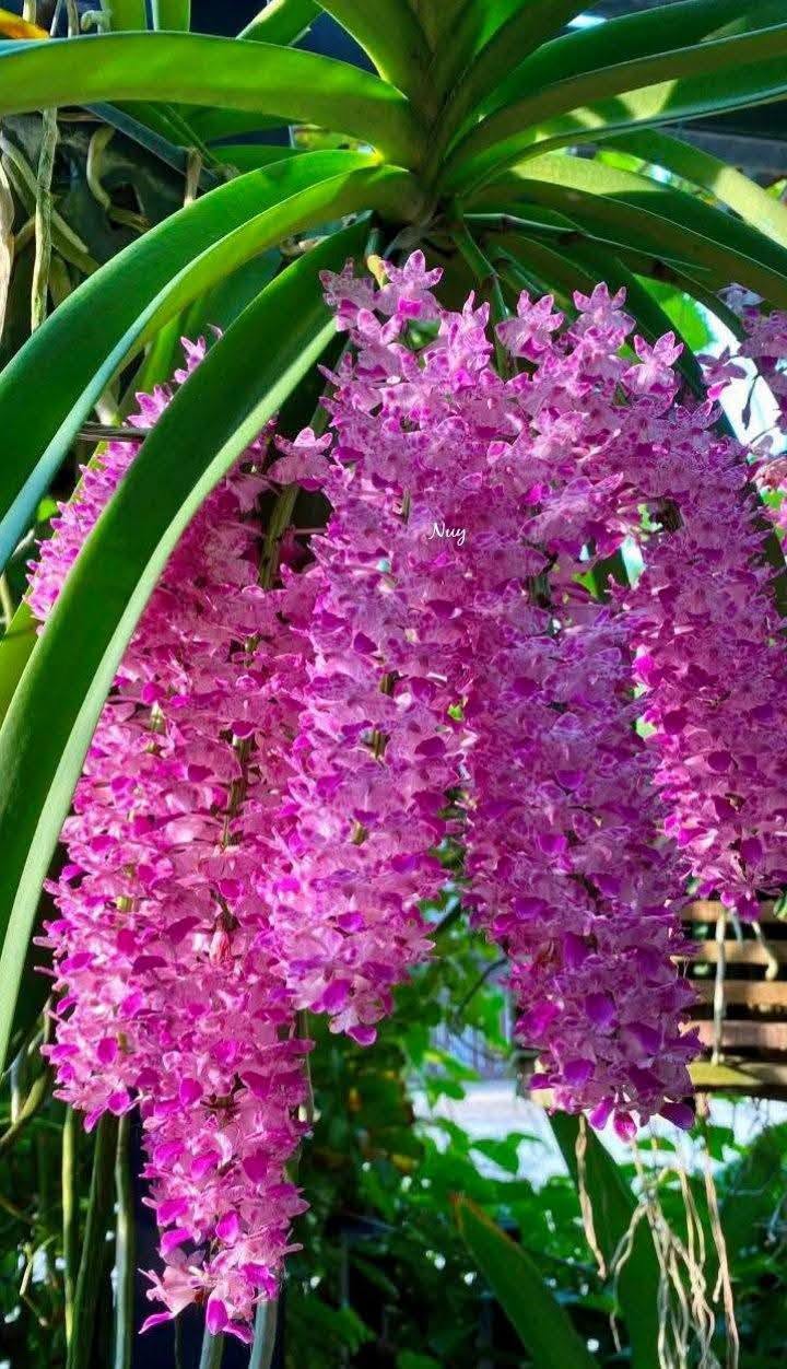 Hoa lan Thái Lan (Thailand Orchids) - Ảnh 9