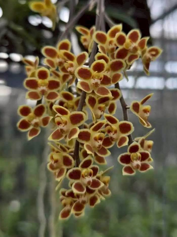 Hoa lan Thái Lan (Thailand Orchids) - Ảnh 10
