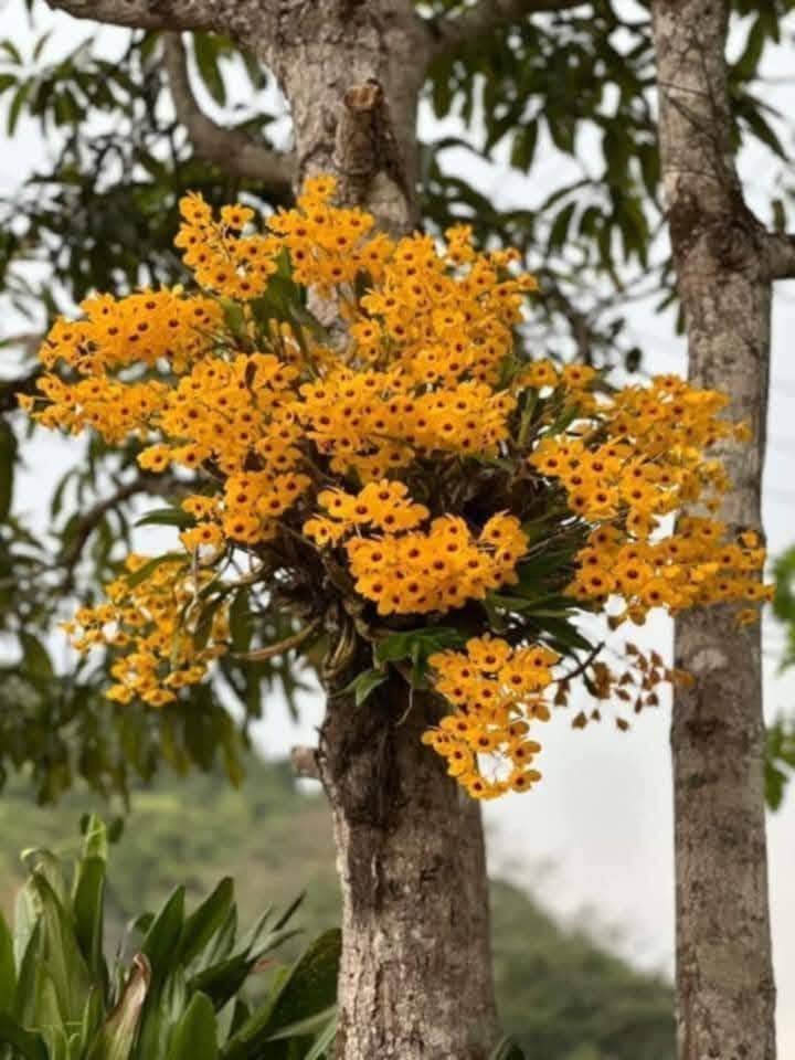 Hoa lan Thái Lan (Thailand Orchids) - Ảnh 11