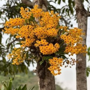 Hoa lan Thái Lan (Thailand Orchids)