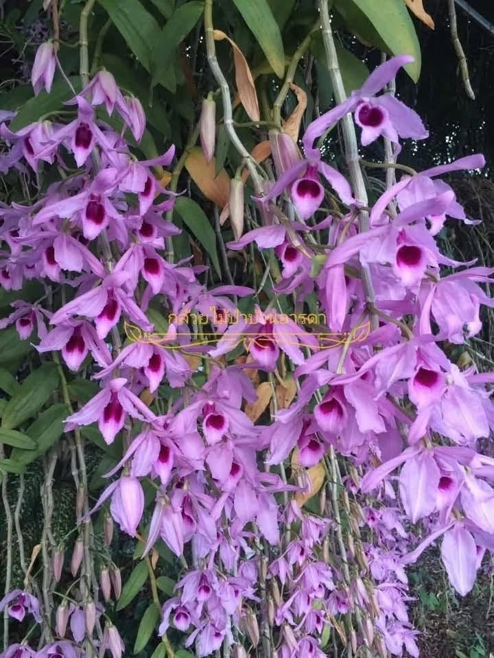 Hoa lan Thái Lan (Thailand Orchids) - Ảnh 12