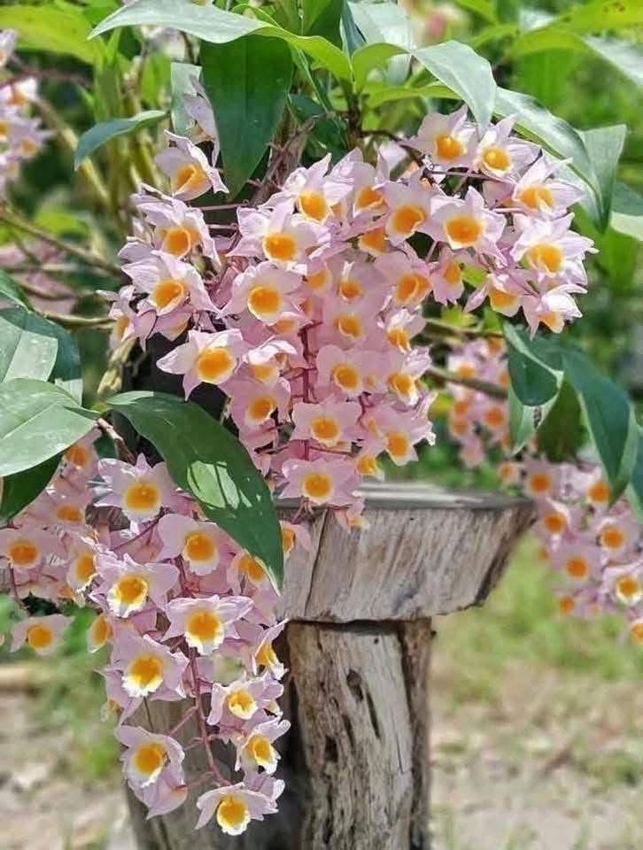 Hoa lan Thái Lan (Thailand Orchids) - Ảnh 13