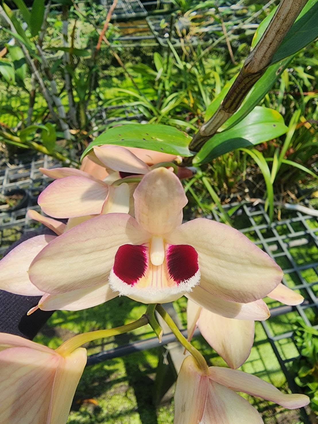 Hoa lan Thái Lan (Thailand Orchids) - Ảnh 14