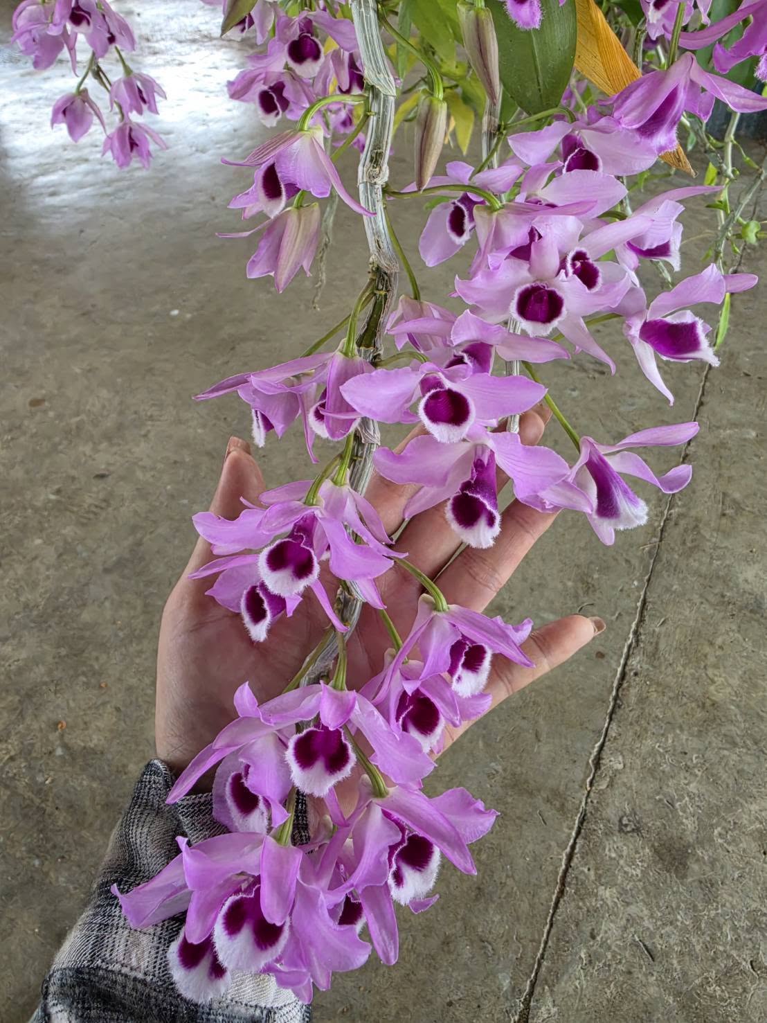 Hoa lan Thái Lan (Thailand Orchids) - Ảnh 15