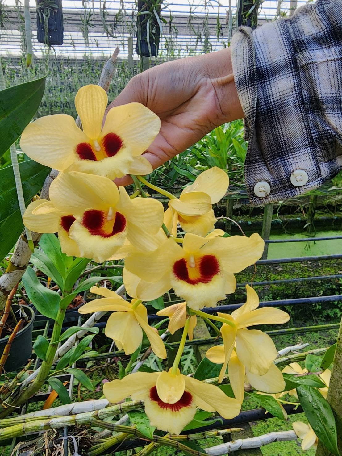 Hoa lan Thái Lan (Thailand Orchids) - Ảnh 16
