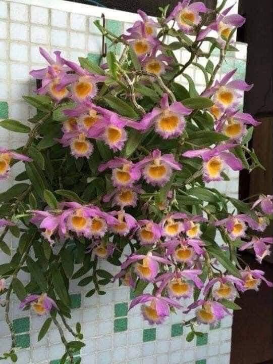 Hoa lan Thái Lan (Thailand Orchids) - Ảnh 17