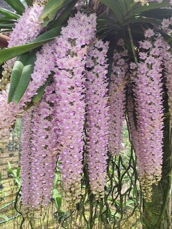 Hoa lan Thái Lan (Thailand Orchids) - Ảnh 18