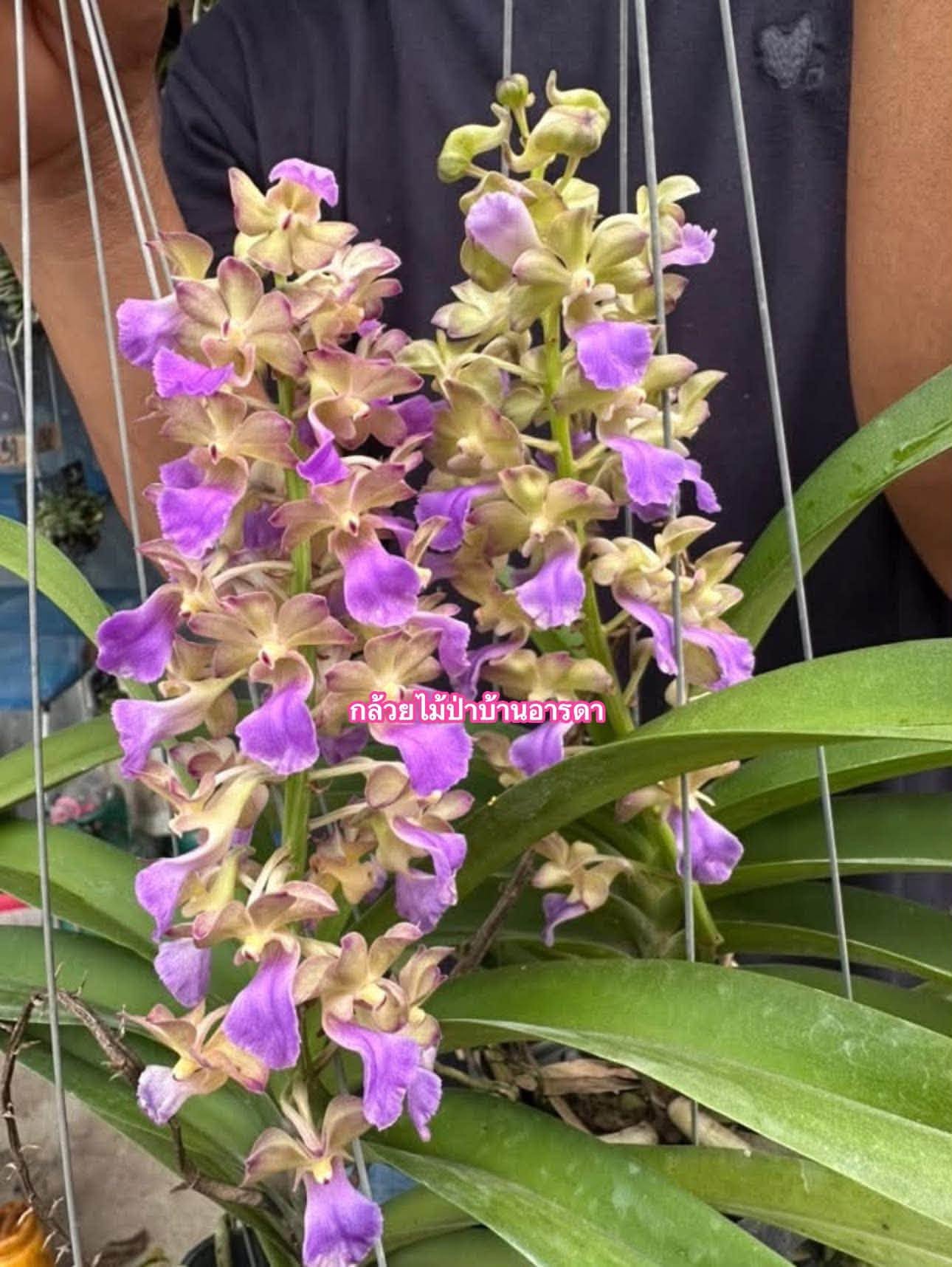 Hoa lan Thái Lan (Thailand Orchids) - Ảnh 20