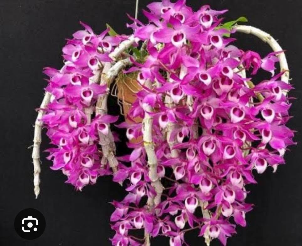 Hoa lan Thái Lan (Thailand Orchids) - Ảnh 23