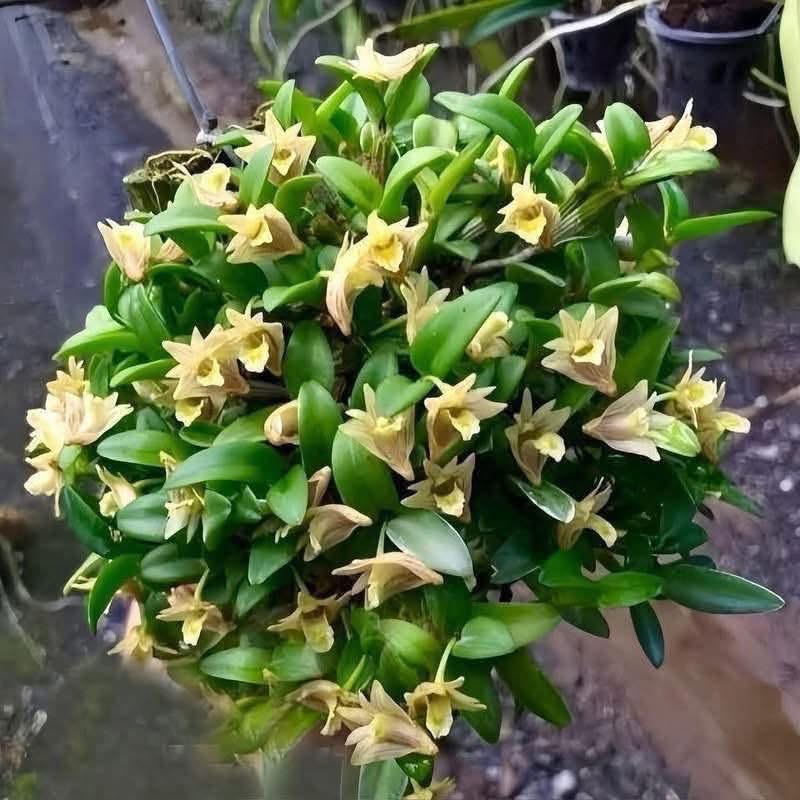 Hoa lan Thái Lan (Thailand Orchids) - Ảnh 21