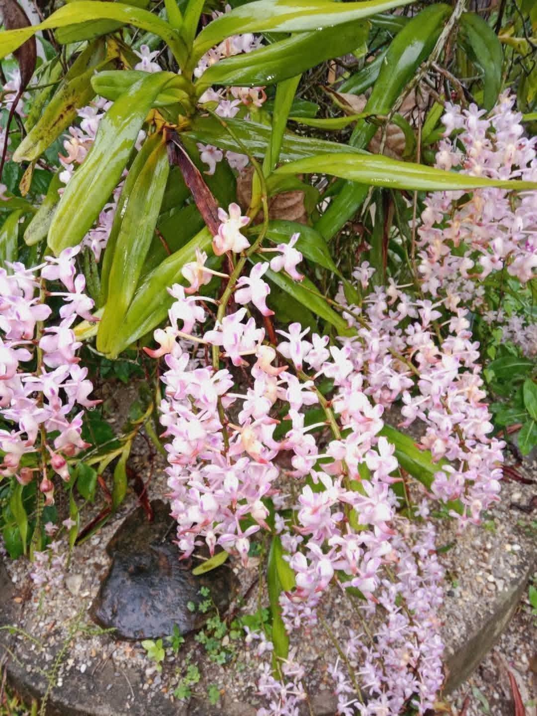 Hoa lan Thái Lan (Thailand Orchids) - Ảnh 22