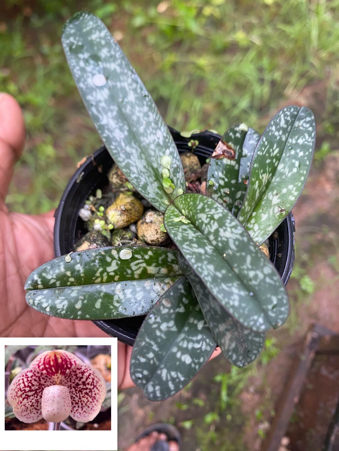 Hoa lan Thái Lan (Thailand Orchids) - Ảnh 24