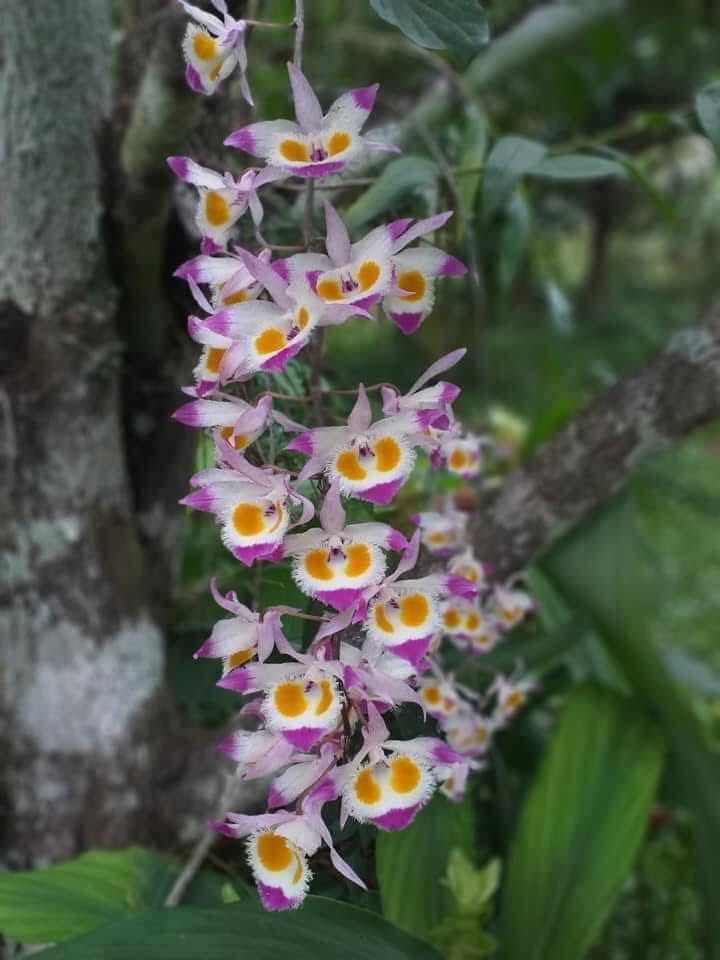 Hoa lan Thái Lan (Thailand Orchids) - Ảnh 25