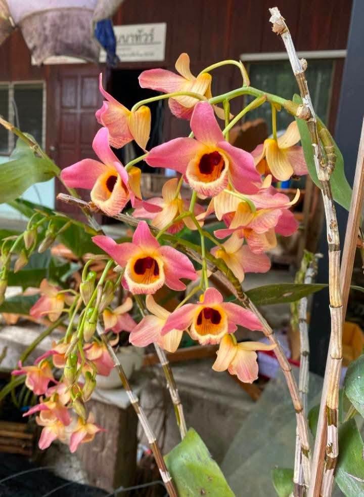 Hoa lan Thái Lan (Thailand Orchids) - Ảnh 26