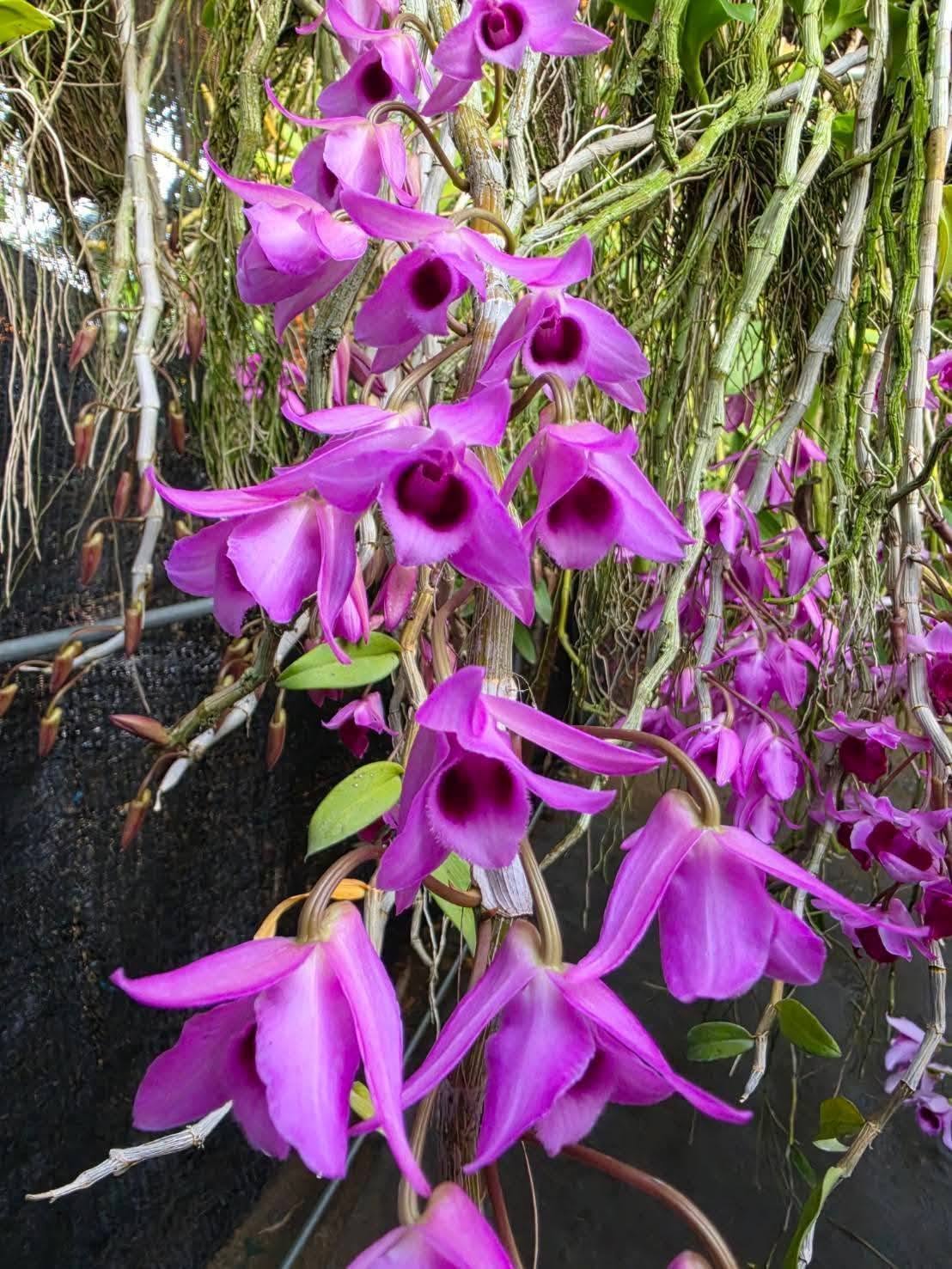 Hoa lan Thái Lan (Thailand Orchids) - Ảnh 27