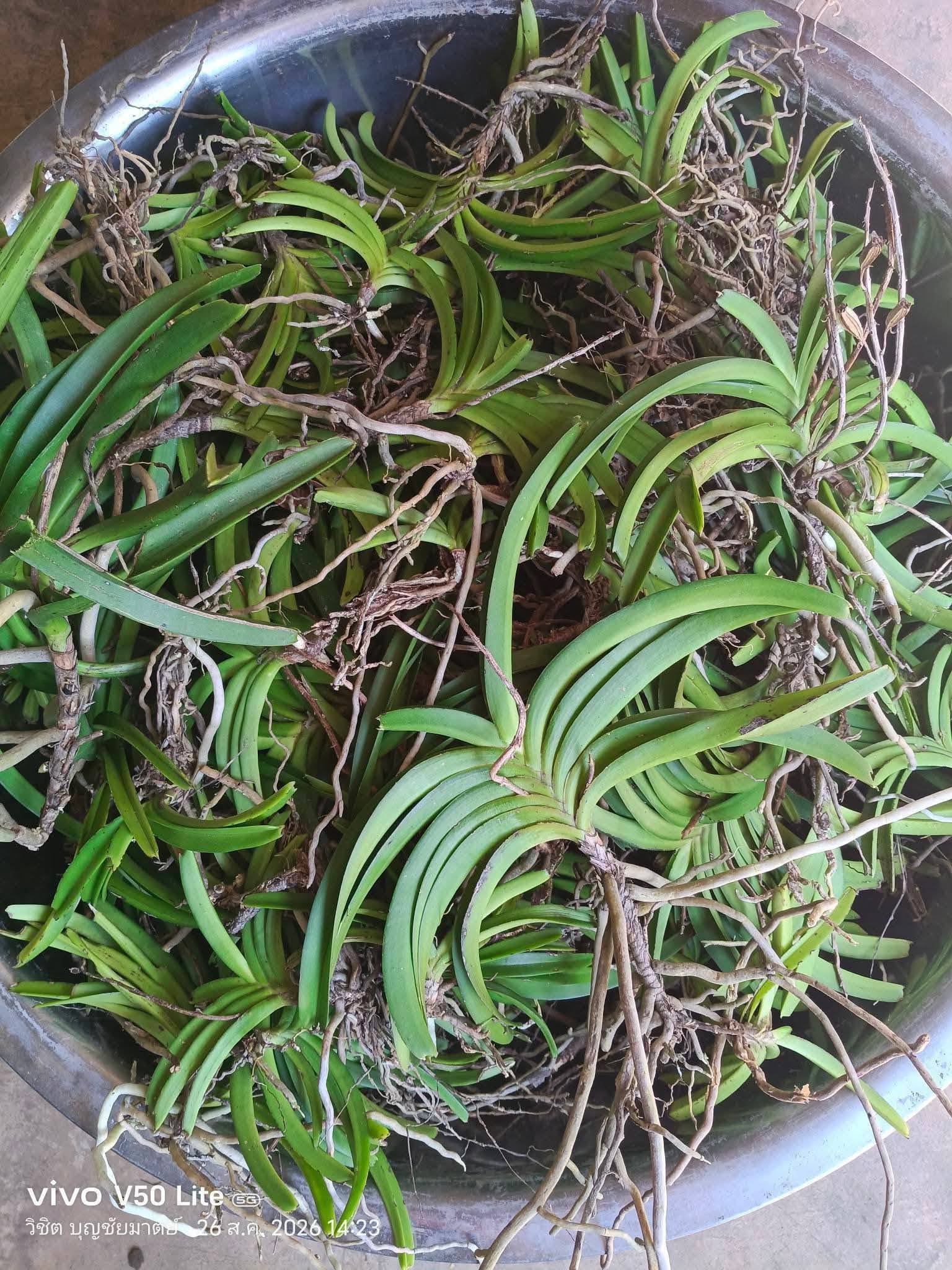 Hoa lan Thái Lan (Thailand Orchids) - Ảnh 28