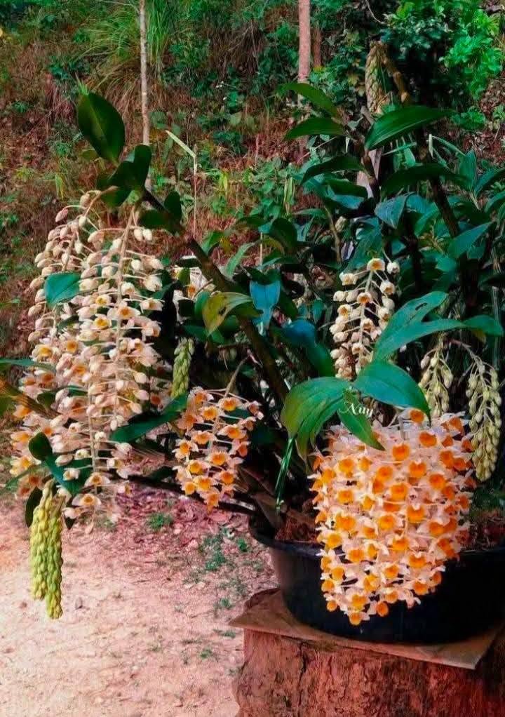 Hoa lan Thái Lan (Thailand Orchids) - Ảnh 29