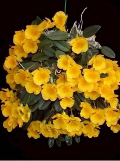 Hoa lan Thái Lan (Thailand Orchids) - Ảnh 30
