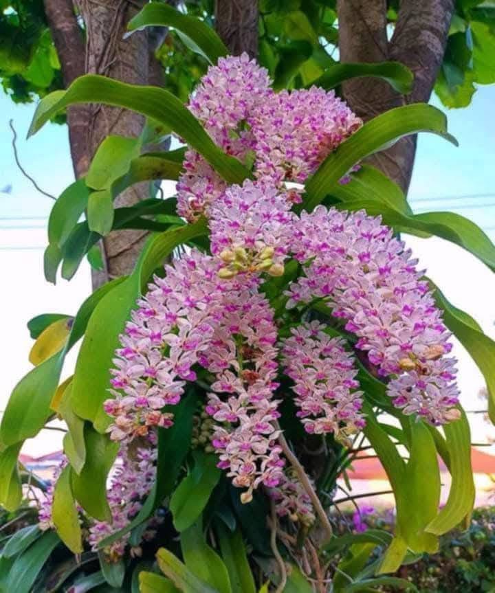 Hoa lan Thái Lan (Thailand Orchids) - Ảnh 31