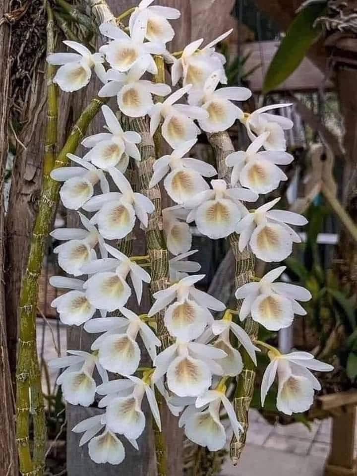 Hoa lan Thái Lan (Thailand Orchids) - Ảnh 32