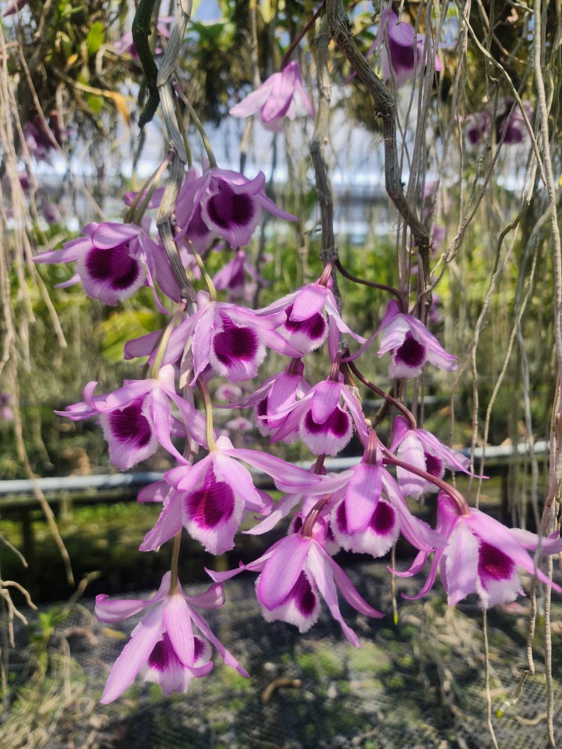 Hoa lan Thái Lan (Thailand Orchids) - Ảnh 33