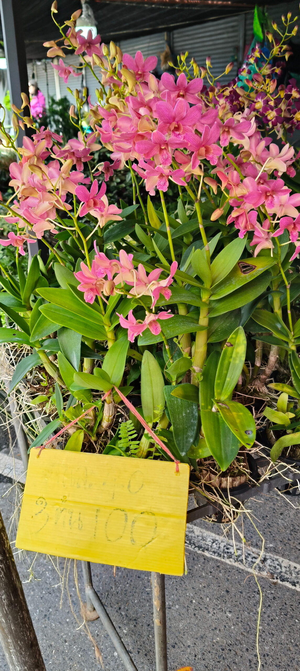 Hoa lan Thái Lan (Thailand Orchids) - Ảnh 34