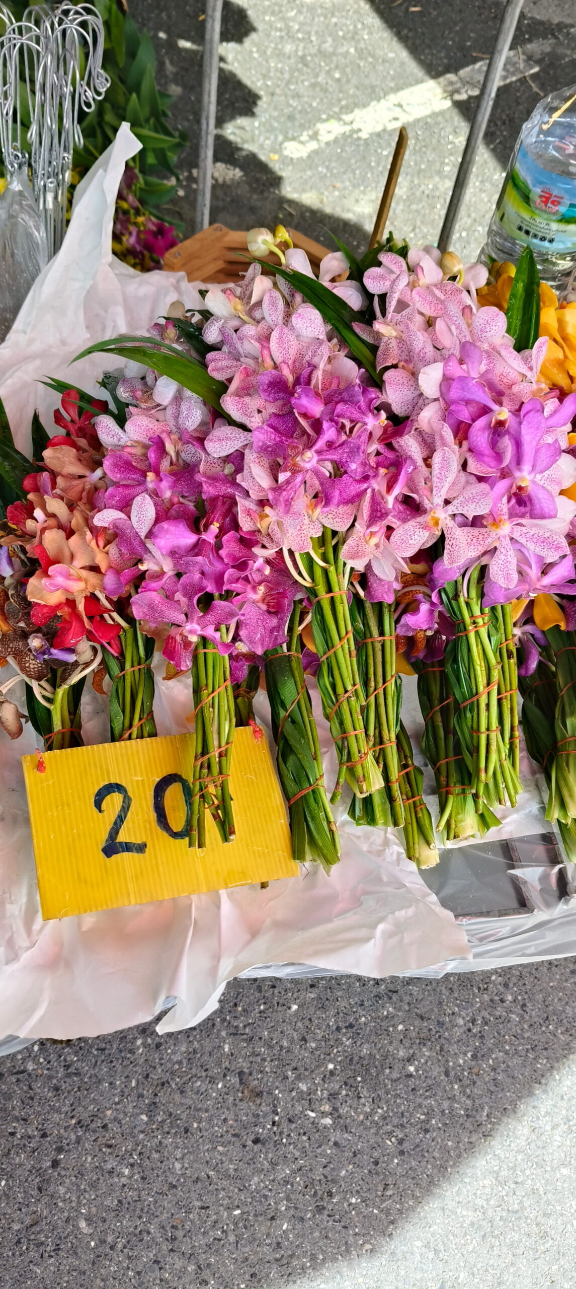 Hoa lan Thái Lan (Thailand Orchids) - Ảnh 35