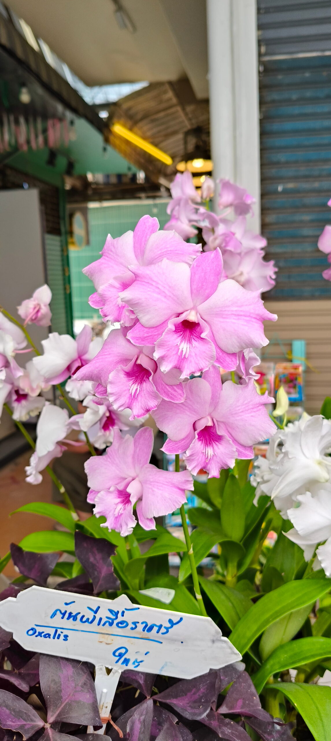 Hoa lan Thái Lan (Thailand Orchids) - Ảnh 37