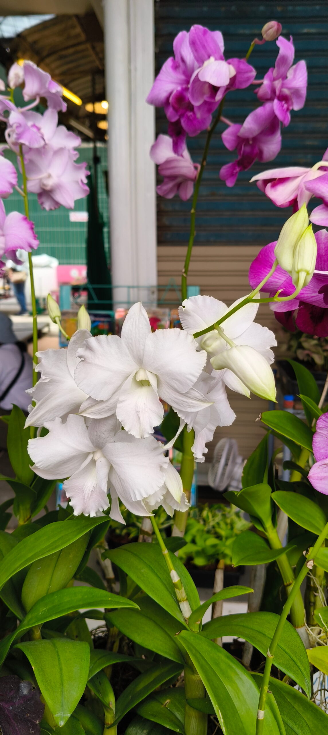 Hoa lan Thái Lan (Thailand Orchids) - Ảnh 38