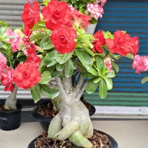 Cây hoa sứ Thái Lan (Adenium)