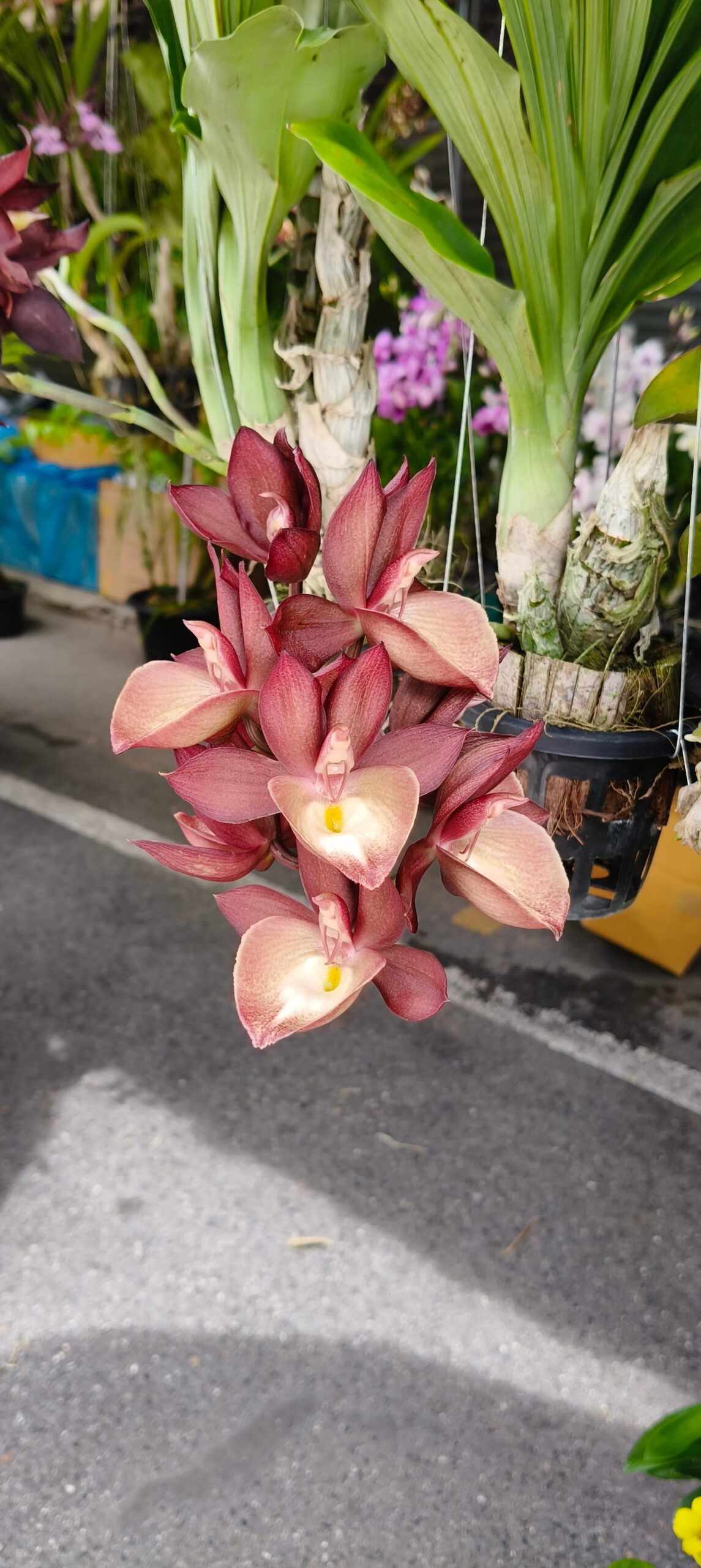 Hoa lan Thái Lan (Thailand Orchids) - Ảnh 39