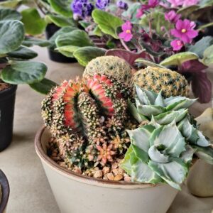 Xương rồng Thái Lan (Cactus Thailand)